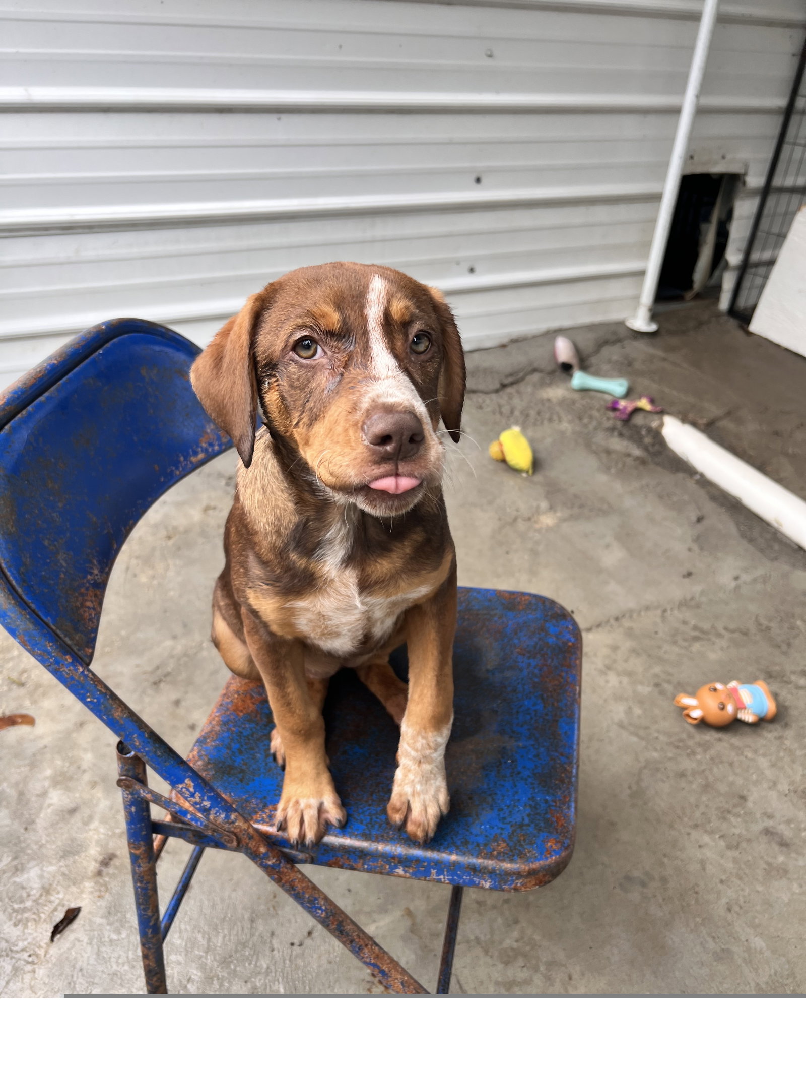 Roxy, Mountain Cur
