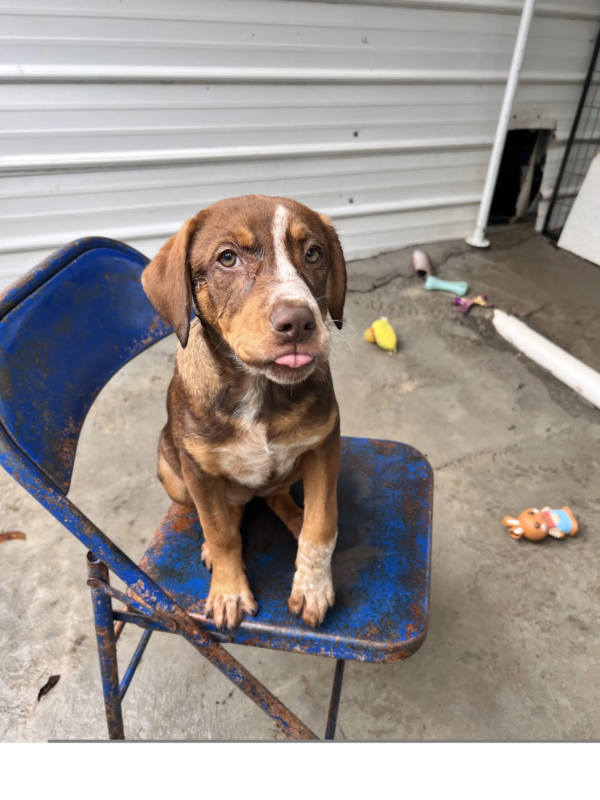 Roxy - Mountain Cur