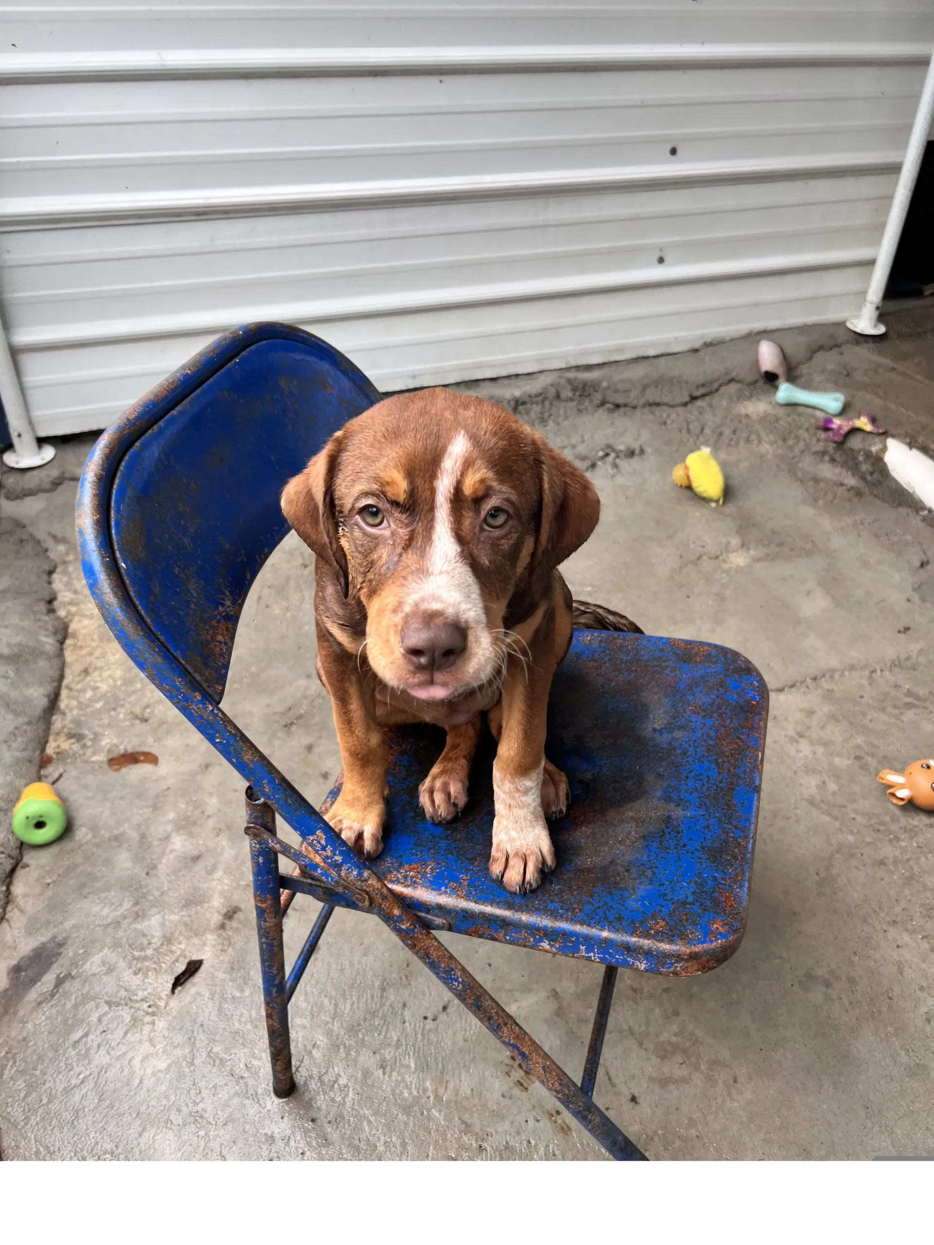Roxy image 2