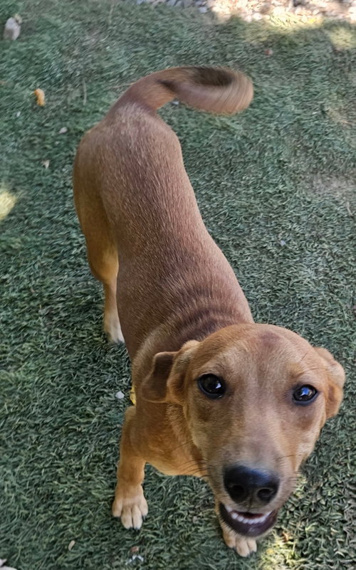 Felix, a dog for adoption from Easy's Dog Shelter