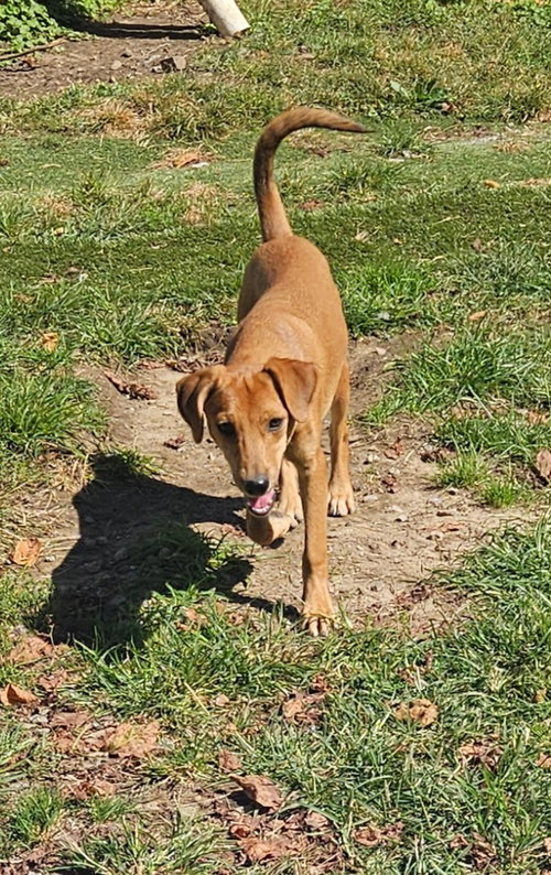 Photo 3 of Felix