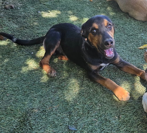 Flint, a dog for adoption from Easy's Dog Shelter