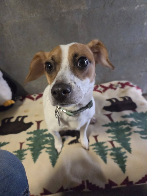 Precious, a dog for adoption from Easy's Dog Shelter