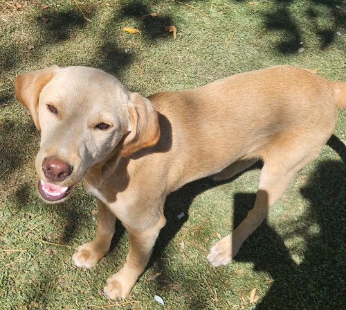 Fig, a dog for adoption from Easy's Dog Shelter