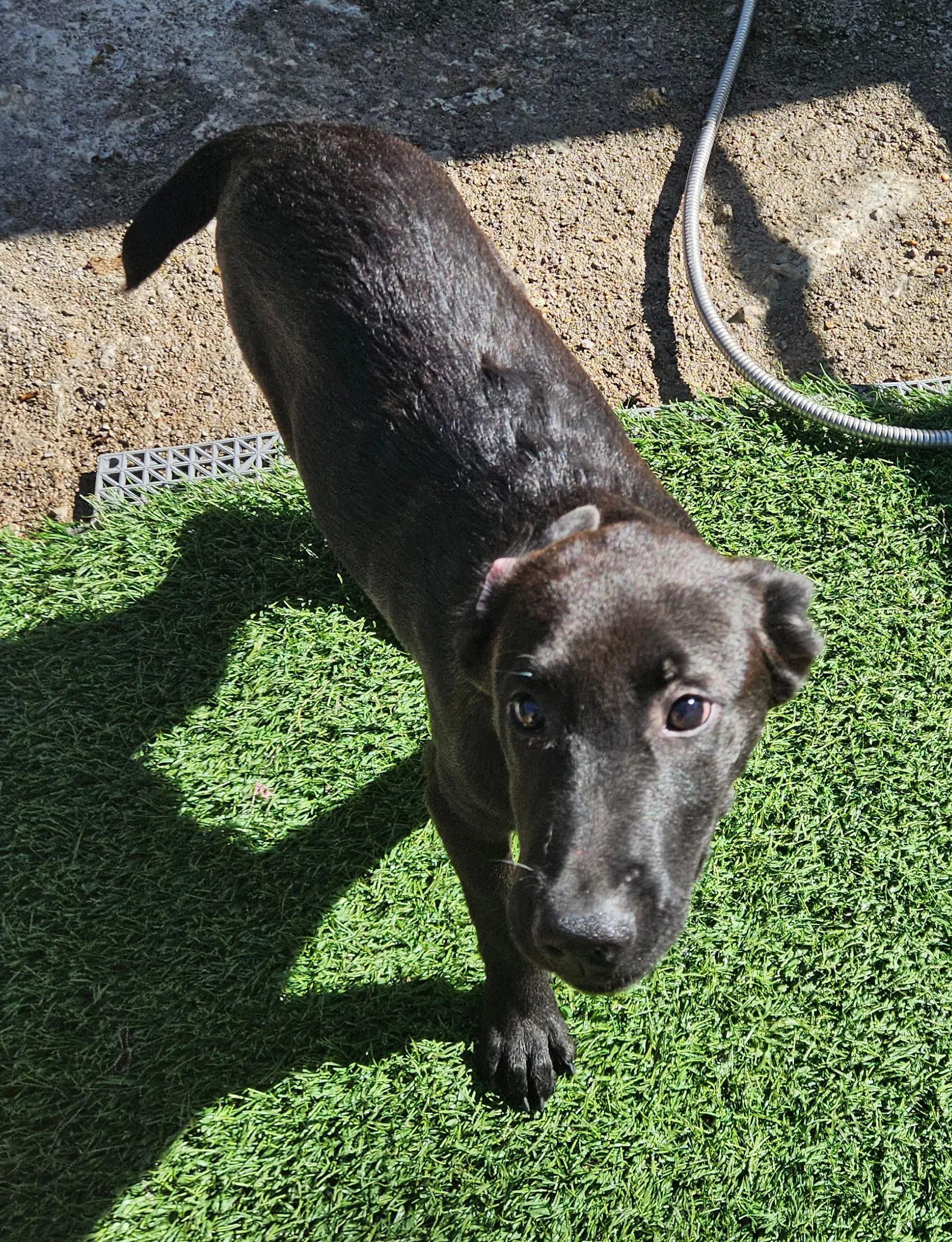 Raff - Labrador Retriever