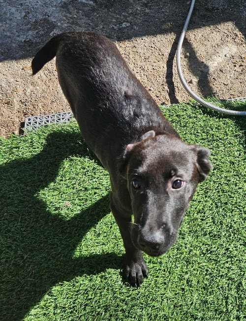 Raff, a dog for adoption from Easy's Dog Shelter