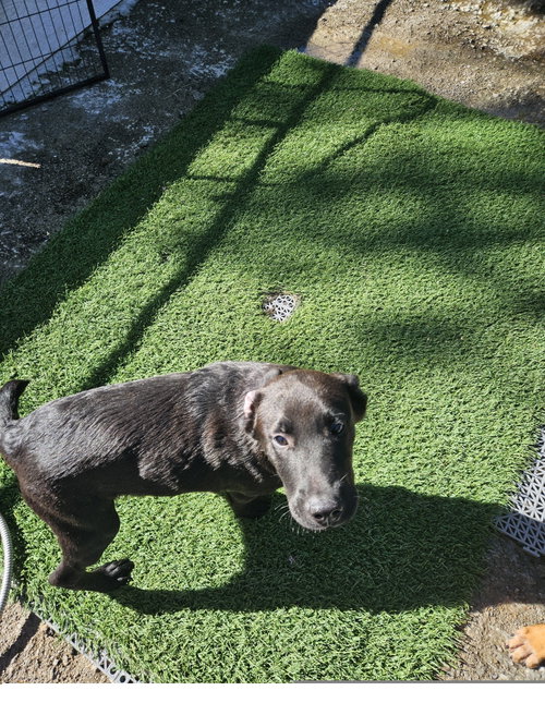 Photo 2 of Raff