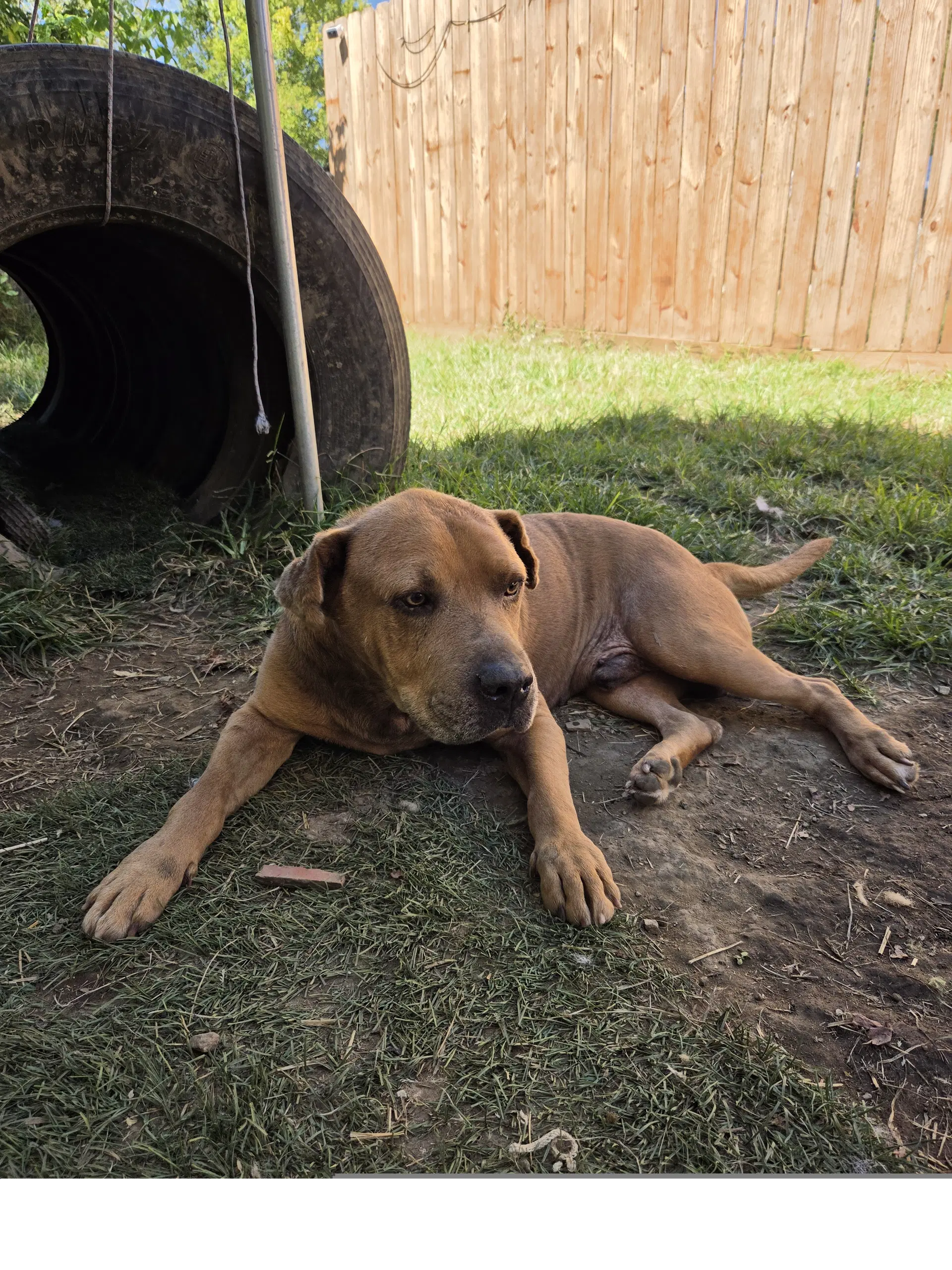 Whit - Staffordshire Bull Terrier