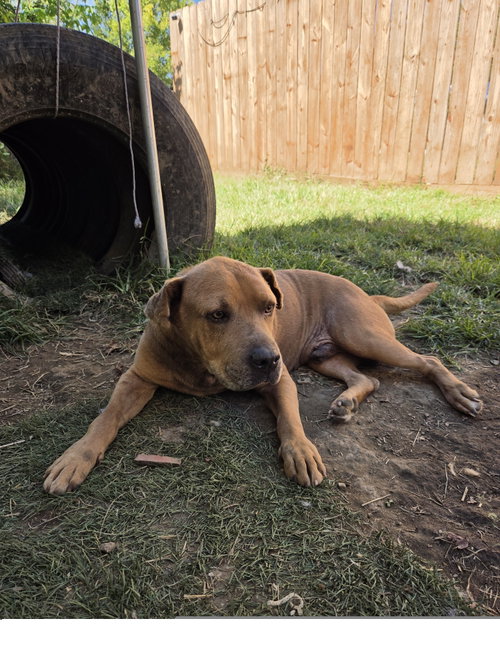 Whit, a dog for adoption from Easy's Dog Shelter