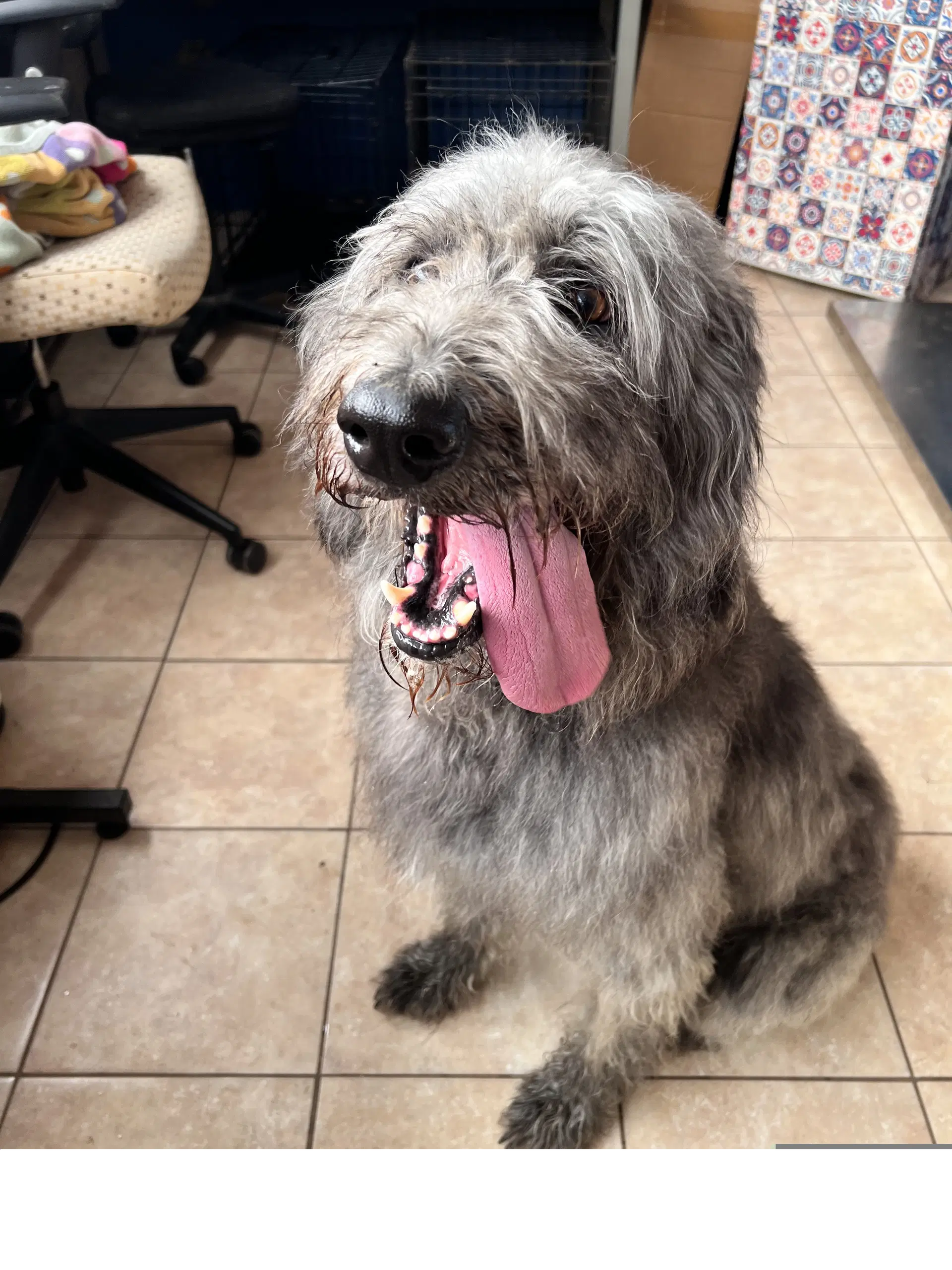 Elton - Irish Wolfhound