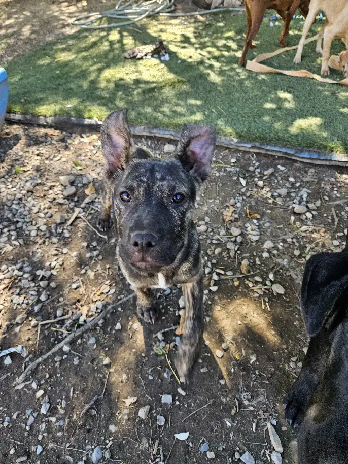 Rambo - Belgian Shepherd Malinois