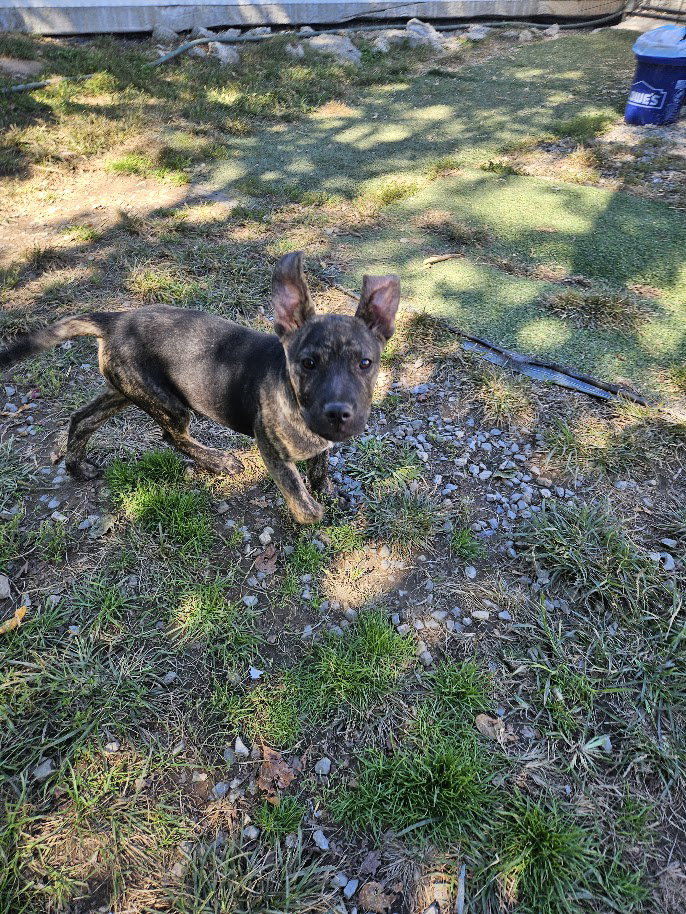 Rambo, photo 2