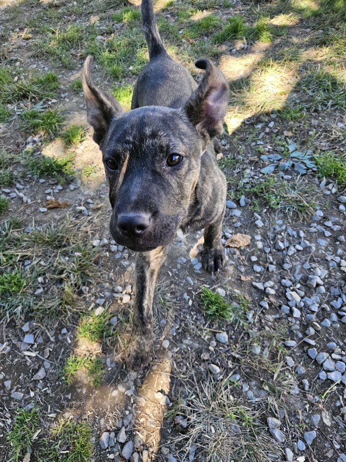 Rambo, photo 3
