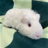 adoptable Guinea Pig in centerville, MA named RAZZLEBERRY