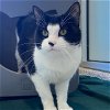 adoptable Cat in , MA named SLADER