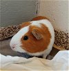 adoptable Guinea Pig in  named BUBBLES
