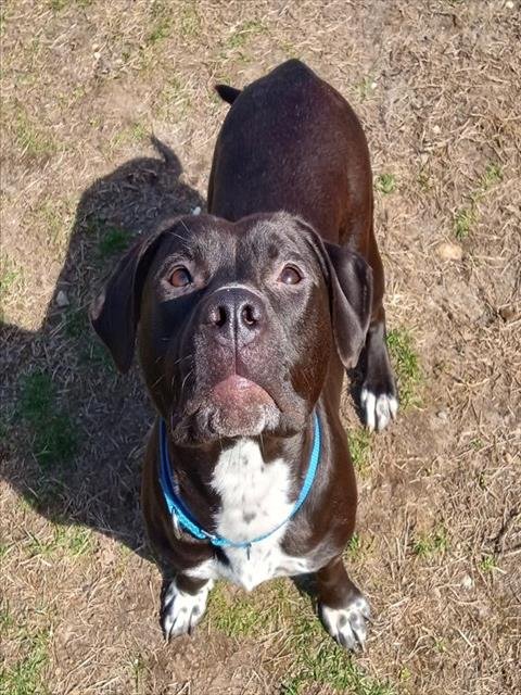 adoptable Dog in Centerville, MA named LOON