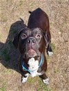 adoptable Dog in , MA named LOON