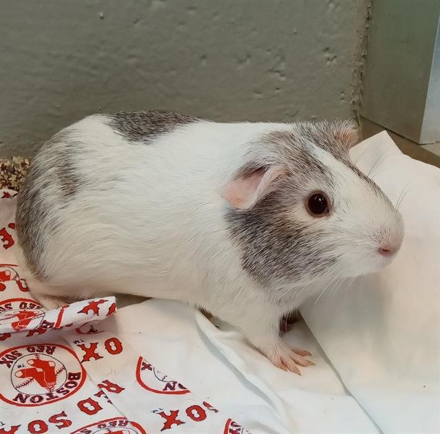 adoptable Guinea Pig in Centerville, MA named STRAWBERRY