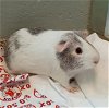adoptable Guinea Pig in , MA named STRAWBERRY
