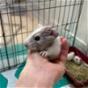 adoptable Guinea Pig in  named BLUE