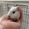 adoptable Guinea Pig in  named GOOSE