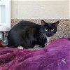 adoptable Cat in , MA named TAPATIO