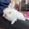 adoptable Rabbit in , MA named SPEEDY