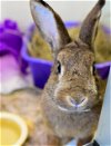 adoptable Rabbit in , MA named MILLIE BUNNY BROWN