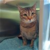 adoptable Cat in centerville, MA named MISSY