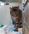 adoptable Cat in , MA named JEFF