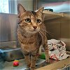 adoptable Cat in centerville, MA named NALA