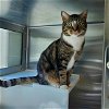 adoptable Cat in centerville, MA named SHAMUS