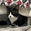 adoptable Cat in , MA named MANNY