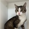 adoptable Cat in , MA named PEANUTS