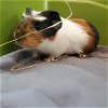 adoptable Guinea Pig in centerville, MA named WOODY