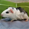 adoptable Guinea Pig in  named BUZZ