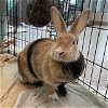 adoptable Rabbit in  named MIA
