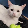 adoptable Cat in , MA named SNOWBALL