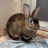 adoptable Rabbit in  named MOON