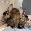 adoptable Rabbit in Centerville, MA named SUPERNOVA