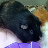 adoptable Guinea Pig in , MA named MEGALODON