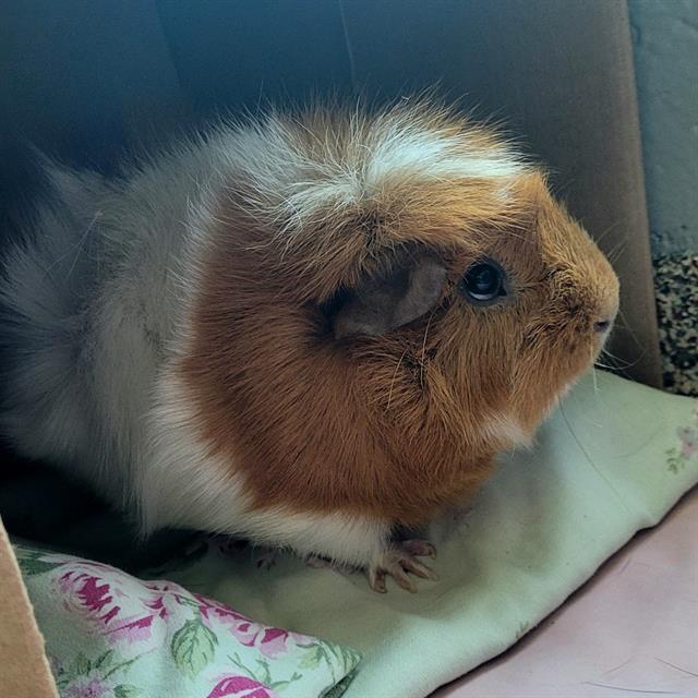 adoptable Guinea Pig in Centerville, MA named MAMMOTH