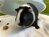 adoptable Guinea Pig in , MA named MILO