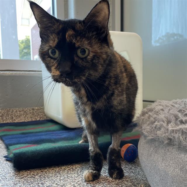 adoptable Cat in Centerville, MA named SELENA