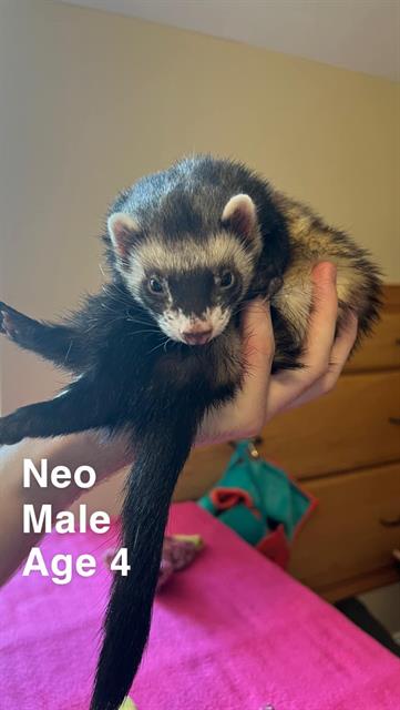 adoptable Ferret in Centerville, MA named NEO