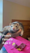 adoptable Ferret in Centerville, MA named PEACH