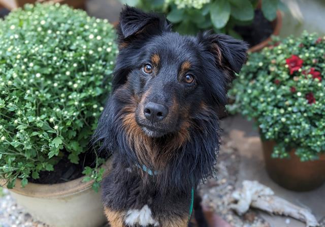 adoptable Dog in Centerville, MA named DARTH VADER