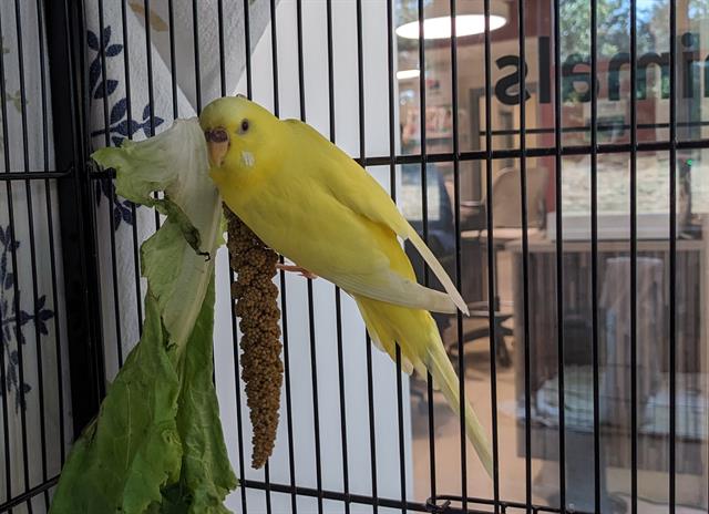 adoptable Bird in Centerville, MA named ROBBIE ROCKET