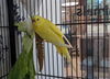 adoptable Bird in  named ROBBIE ROCKET